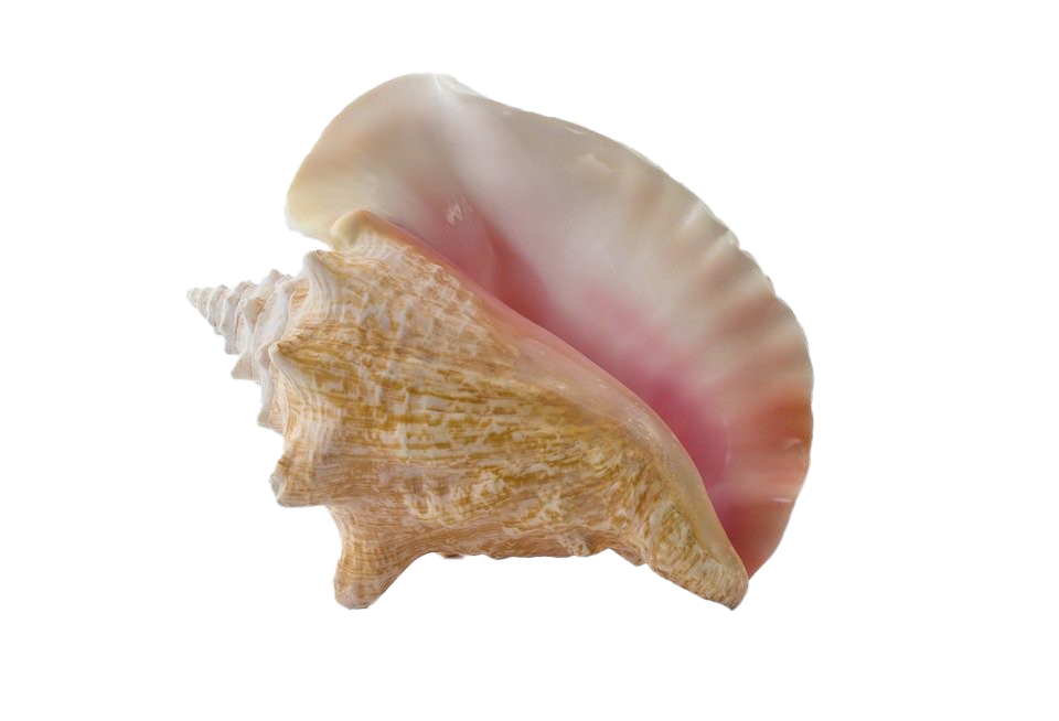 Ракушка у женщин фото как выглядит Salyangoz deniz kabuğu conch PNG Pic