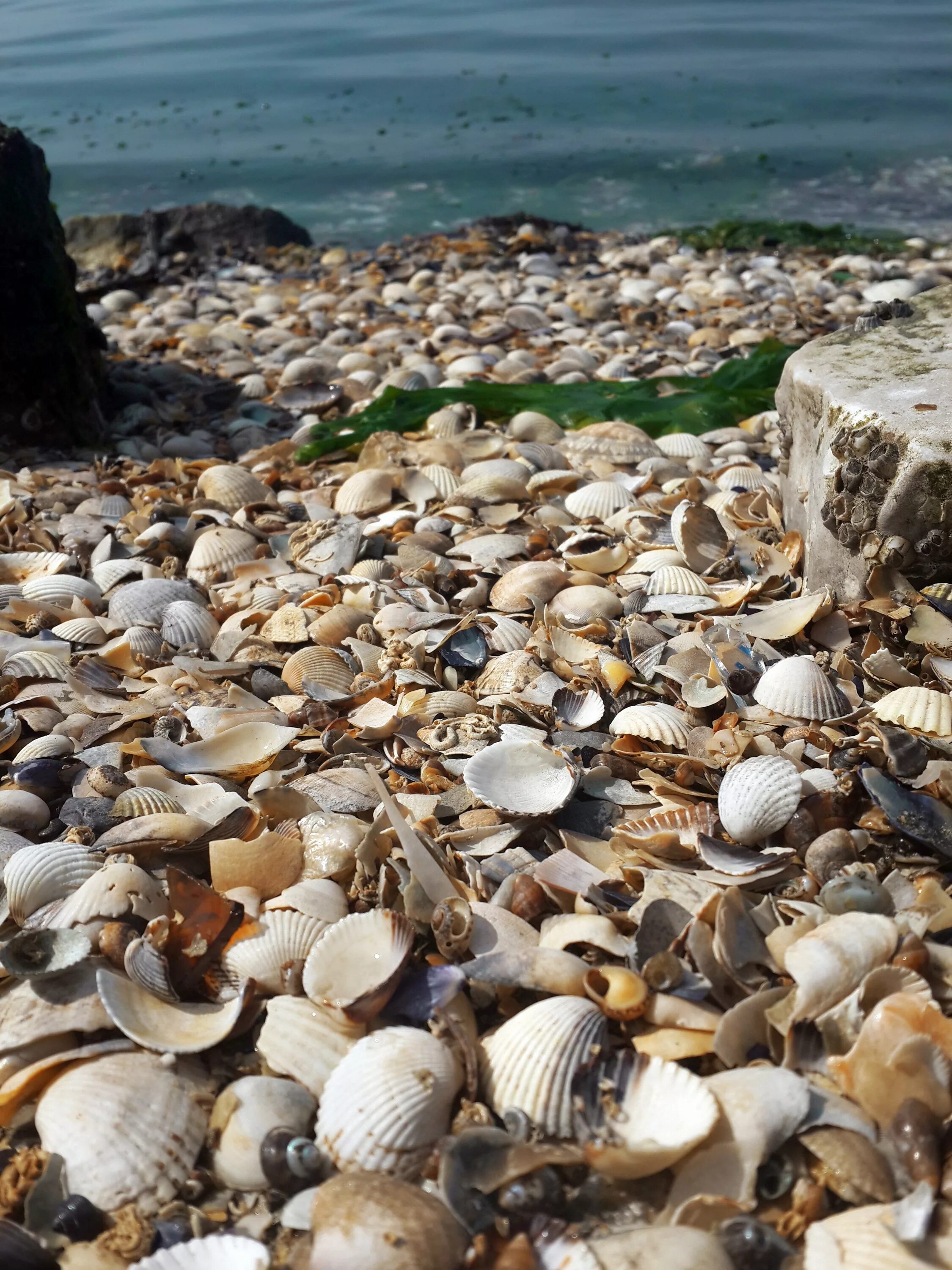 Ракушки черного моря фото Free Images : landscape, rock, horizon, shore, pebble, peace, material, inverteb