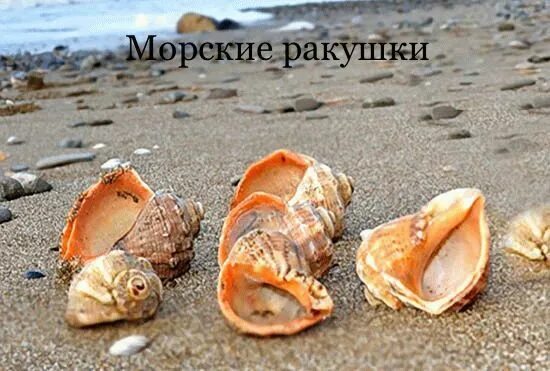 Ракушки черного моря фото Украшение настольное интерьерное ракушки "Рапан" - купить по доступным ценам в и