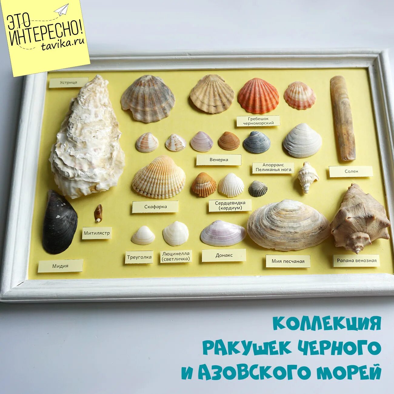 Ракушки черного моря названия и фото Ракушки Черного и Азовского моря - презентация для детей - tavika.ru