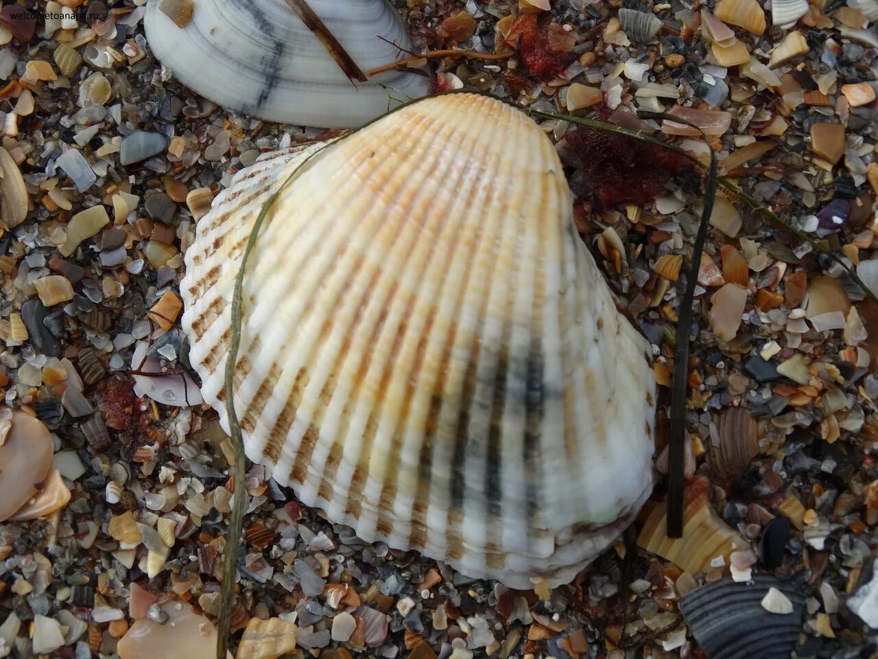 Ракушки черного моря названия и фото Ракушки Черного моря