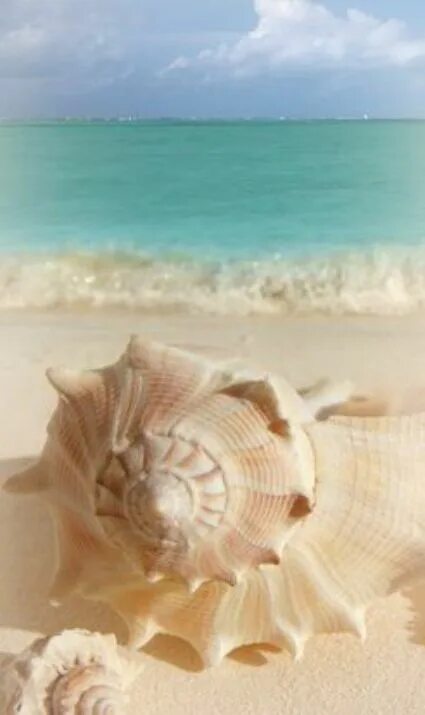 Ракушки морские фото красивые pretty pink seashells