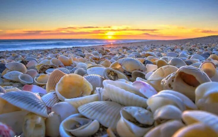 Ракушки морские фото красивые nevyana on Twitter Sea shells, Shell beach, Beach