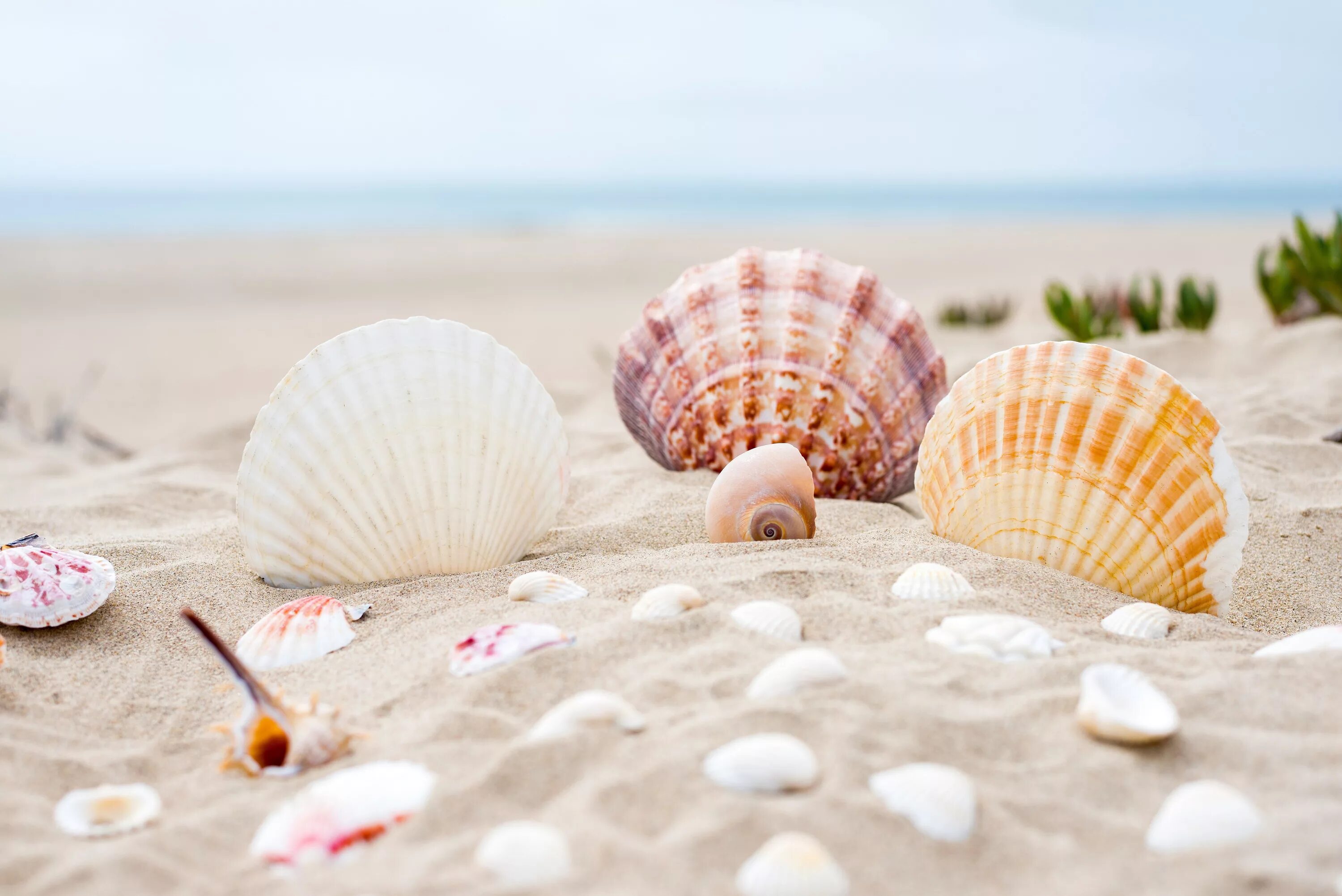 Ракушки морские фото красивые Seashells in the Sand' Poster, picture, metal print, paint by Turtle Reef Displa