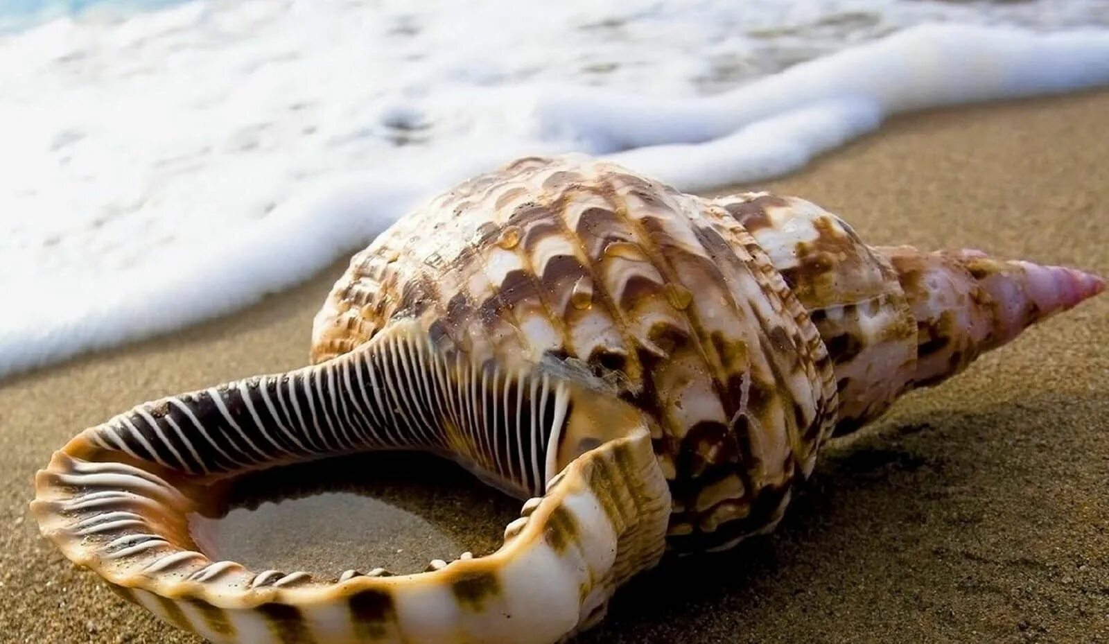 Ракушки морские фото красивые Pictures of Shells on The Beach Atoz Desktop Wallpapers Sea shells image, Sea sh