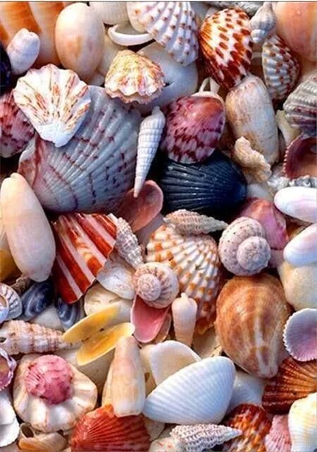 Ракушки морские фото красивые 2019 5d Diy Diamond Painting Kits Beach Shell Pebble Pattern VM7331 Sea shells, 