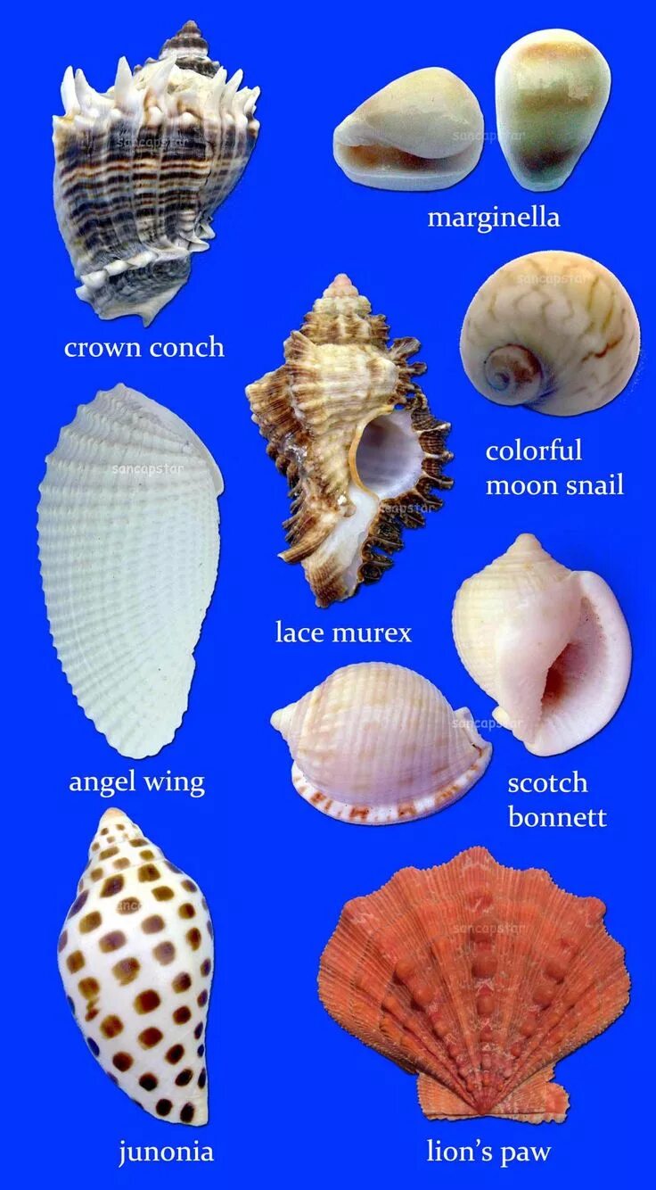 Ракушки моря названия и фото Sea shells, Shells, Sanibel shells