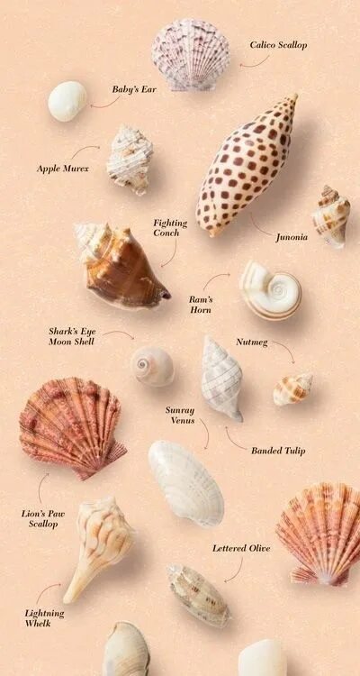 Ракушки моря названия и фото Pin on Обои Sea shells, Beach crafts, Seashell projects