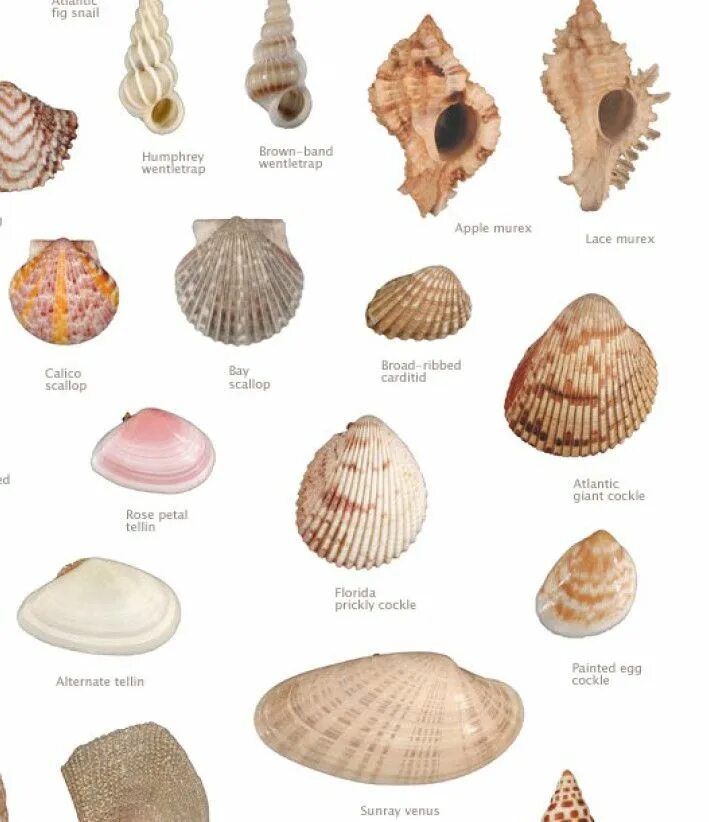 Ракушки моря названия и фото Pin by Rusty Tricycle on Nature - Shells Sea shells, Sea glass shell, Shells