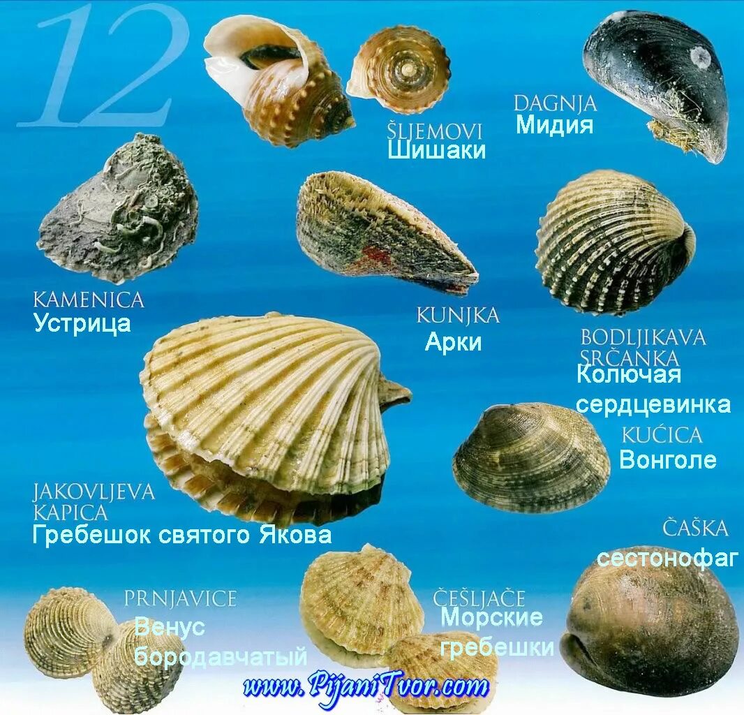 Ракушки моря названия и фото Что и как ловить в Адриатическом море