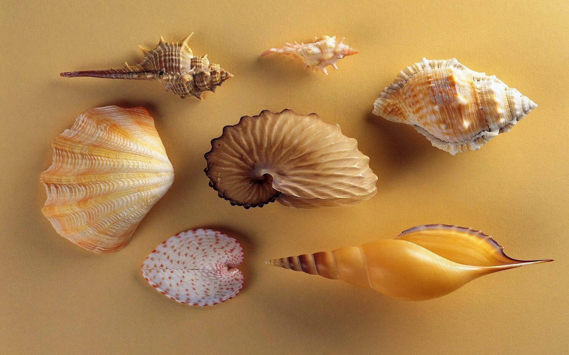 Ракушки виды фото Pin by Tatiana (Tanya) L on Waves, sea, ocean Sea shells, Nautilus, Shells