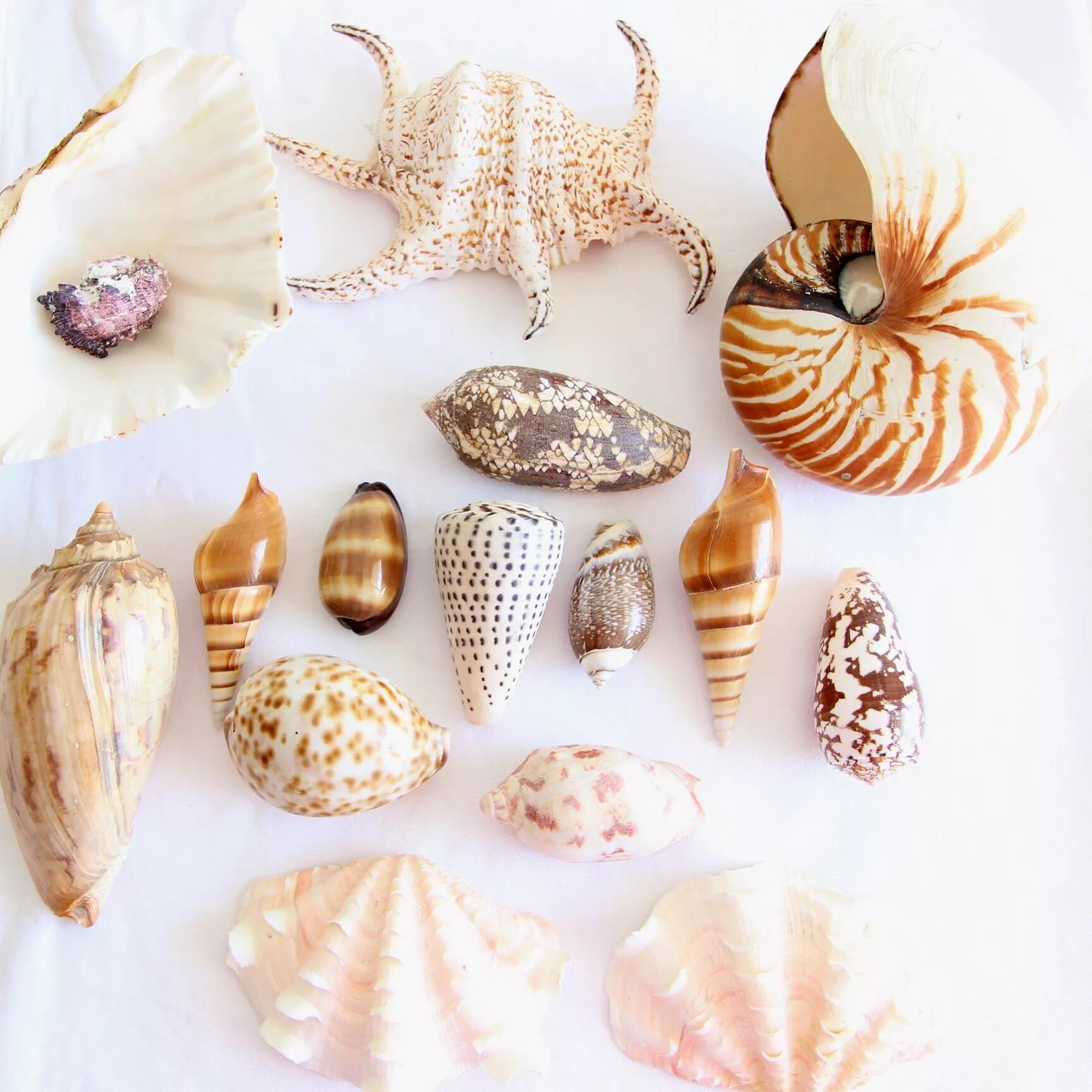 Ракушки виды фото shell collection at www.coastalvintage.com.au Conchas de ostras, Conchas, Pintur