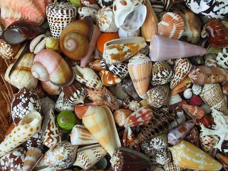 Ракушки виды фото shell 8 Sea shells, Seashells photography, Beautiful images