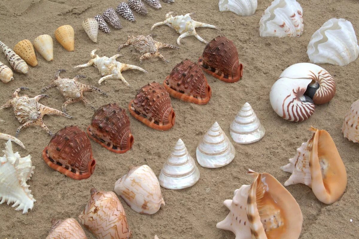 Solve Seashells_North_Wales_1985 jigsaw puzzle online with 96 pieces