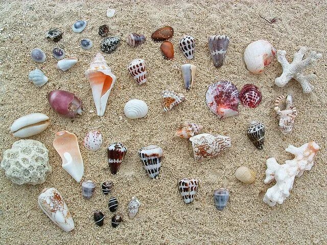 Ракушки виды фото Little pieces of Fiji Seashell crafts, Nature study, Sea shells