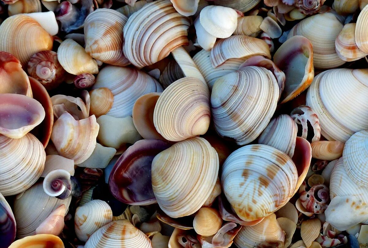 Ракушки виды фото Free Images : beach, nature, food, seafood, material, invertebrate, seashell, cl