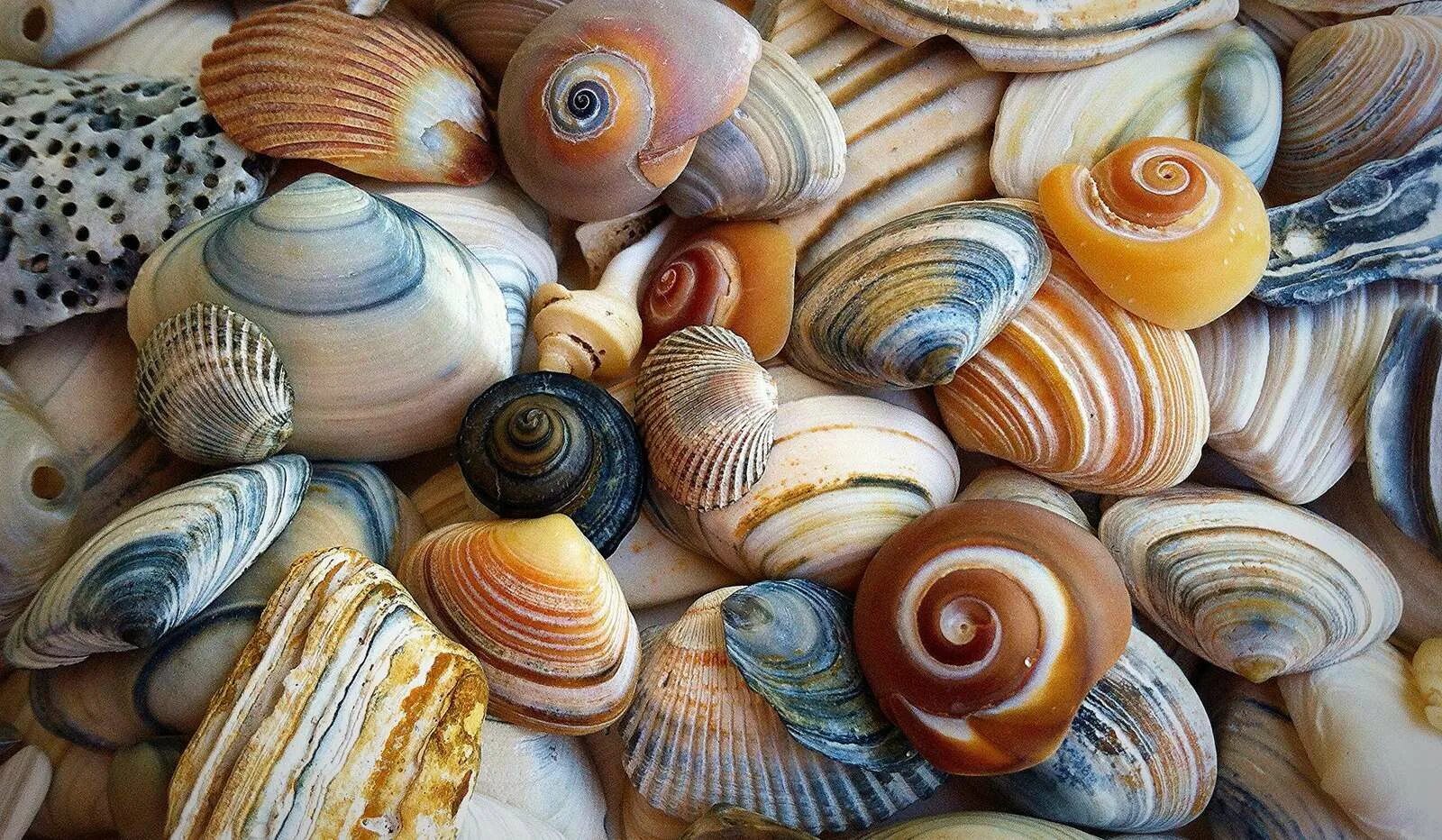 Ракушки виды фото vongole ostriche cozze e cappesante - puzzle online su Puzzle Factory - Puzzle F