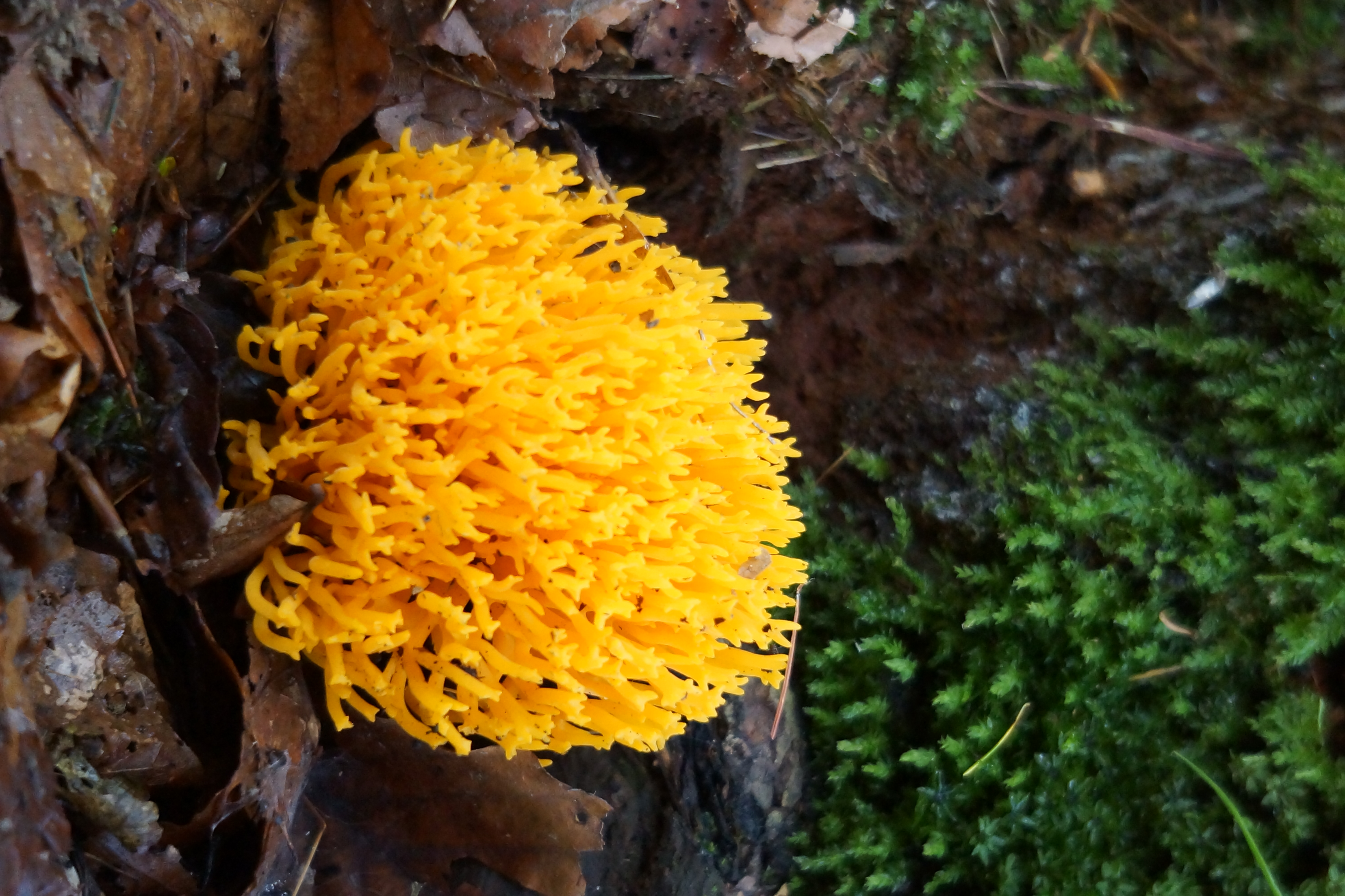 Рамария желтая фото File:Ramaria spp. (30048854475).jpg - Wikimedia Commons