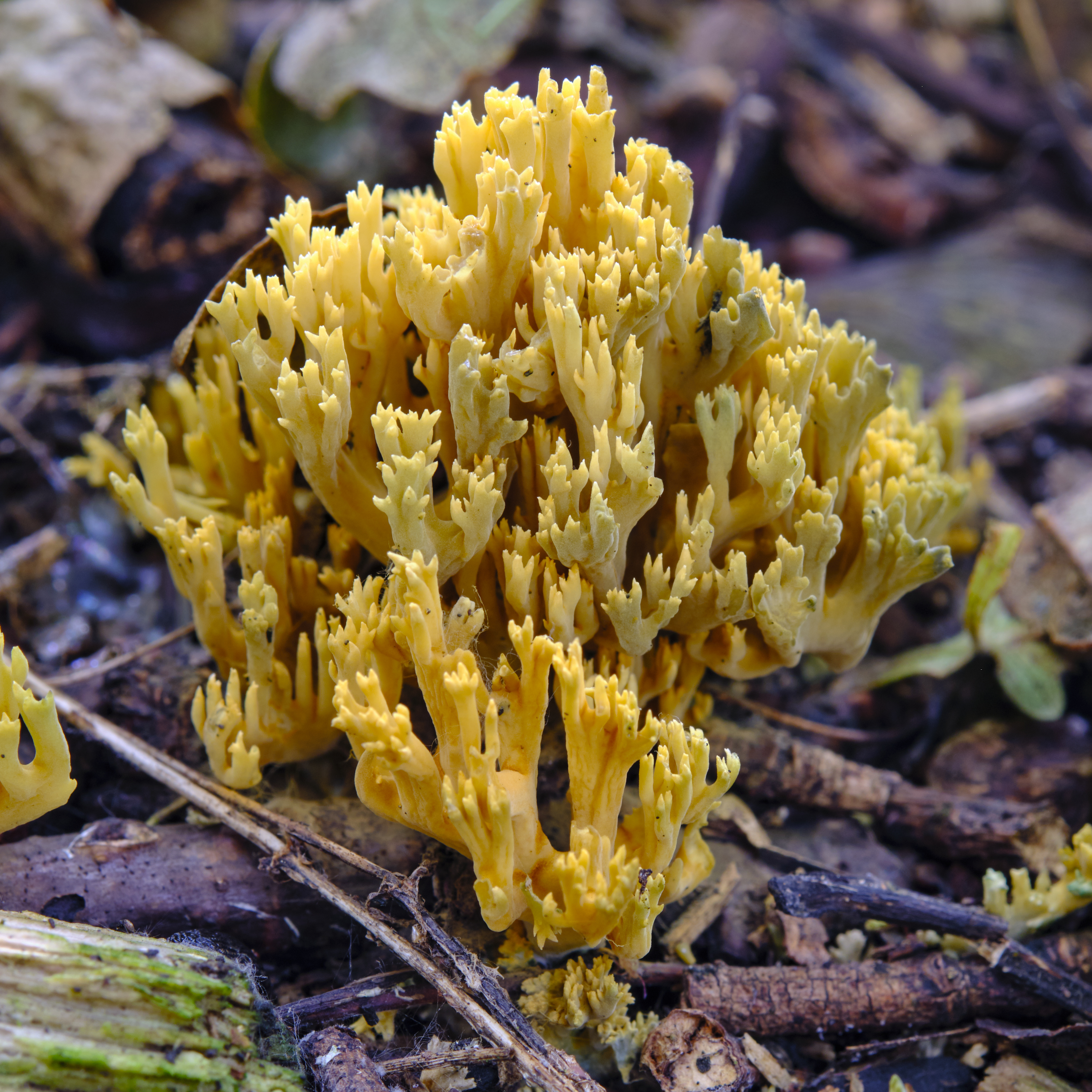 Рамария желтая фото File:Coral fungus - Ramaria sp. (50235544978).jpg - Wikimedia Commons