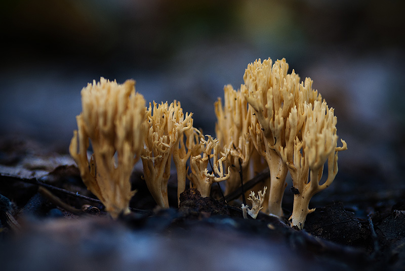 Рамария желтая фото Рамария красивая или красноватая (Ramaria formosa): фото и описание гриба рогати