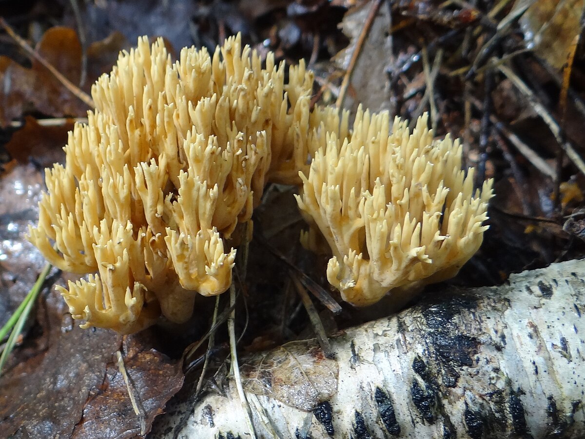 Рамария желтая фото Plik:Ramaria stricta a1 (4).JPG - Wikipedia, wolna encyklopedia