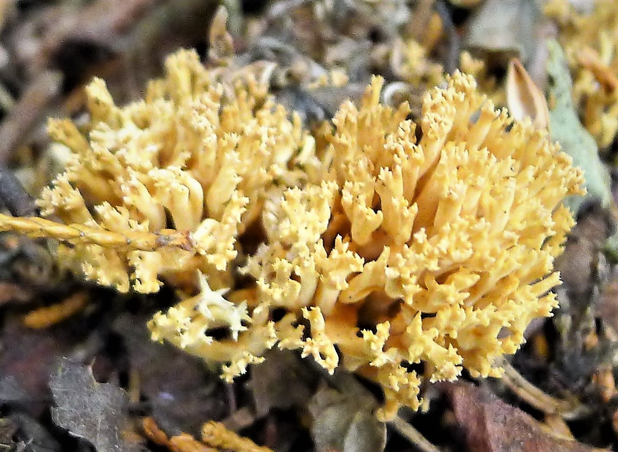 Рамария желтая фото File:Ramaria species. R. formosa or R. flava possibly (51915710166).jpg - Wikime