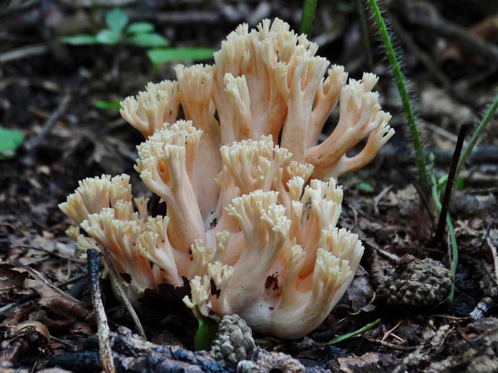 File:Ramaria aurea 13067116.jpg - Wikimedia Commons