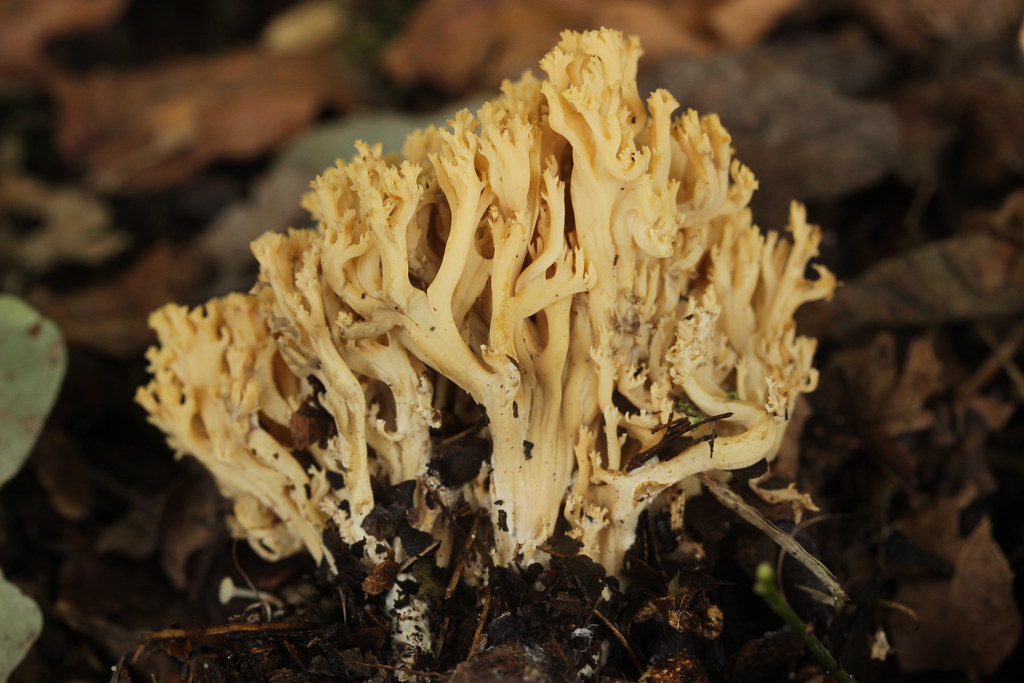 Рамария желтая фото Coral Mushroom - Ramaria sp. Björn S... Flickr