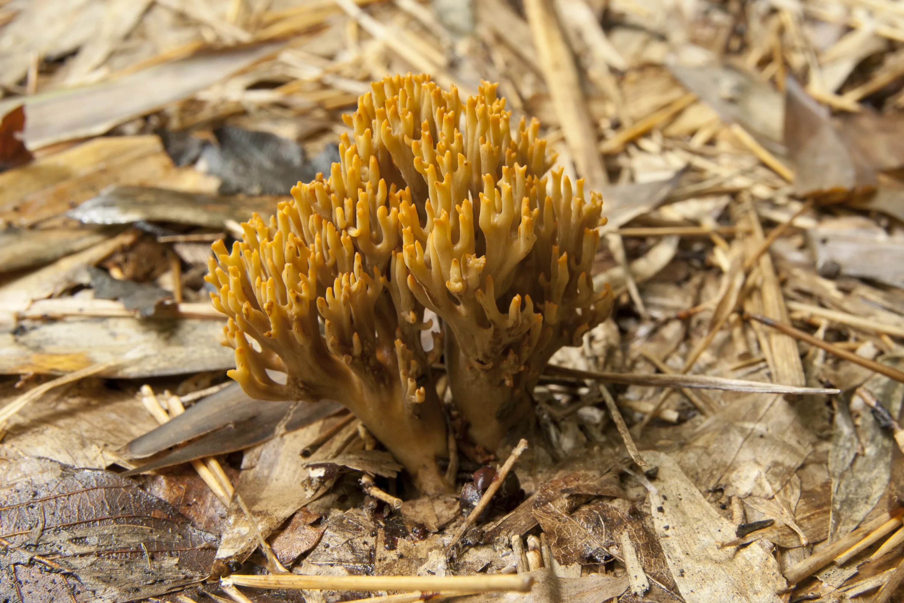 Рамария желтая фото File:Ramaria sp. 04.jpg - Wikimedia Commons