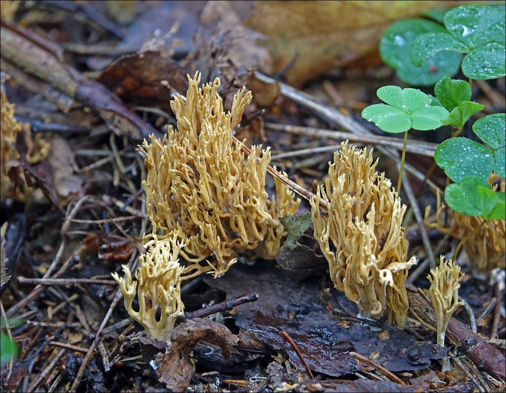 Рамария желтая фото MacroID.RU - Рамария жёлтая - Ramaria flava