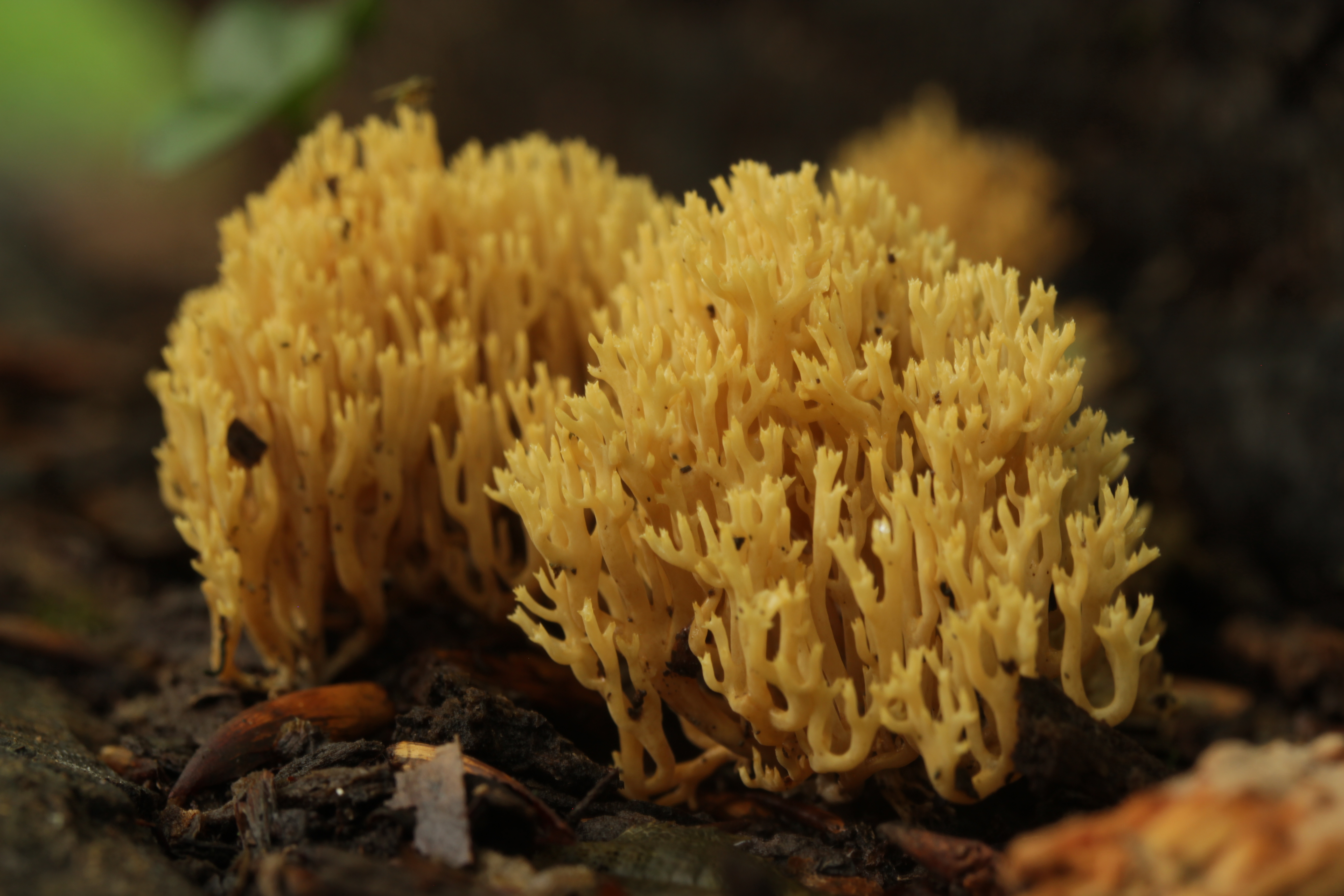 Рамария желтая фото File:Ramaria sp. - panoramio - Björn S. (16).jpg - Wikimedia Commons