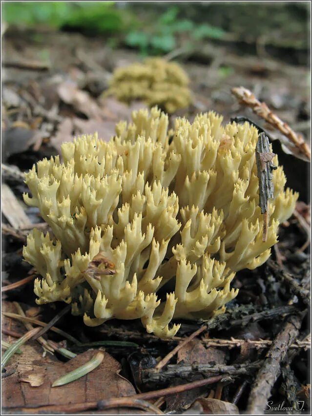 Рамария желтая фото Ramaria abietina. Фото на сайте "Грибы Калужской области"