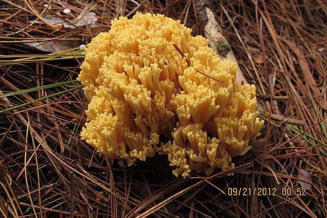 Рамария желтая фото File:Ramaria aurea 13067116.jpg - Wikimedia Commons