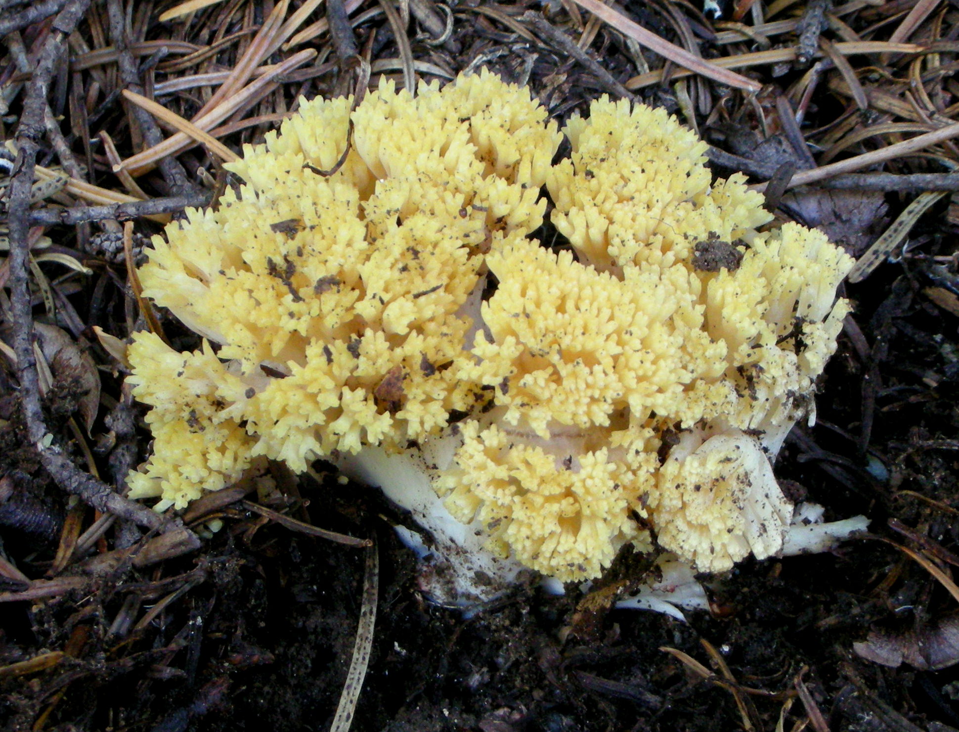 Рамария желтая фото File:Ramaria magnipes 469849.jpg - Wikimedia Commons