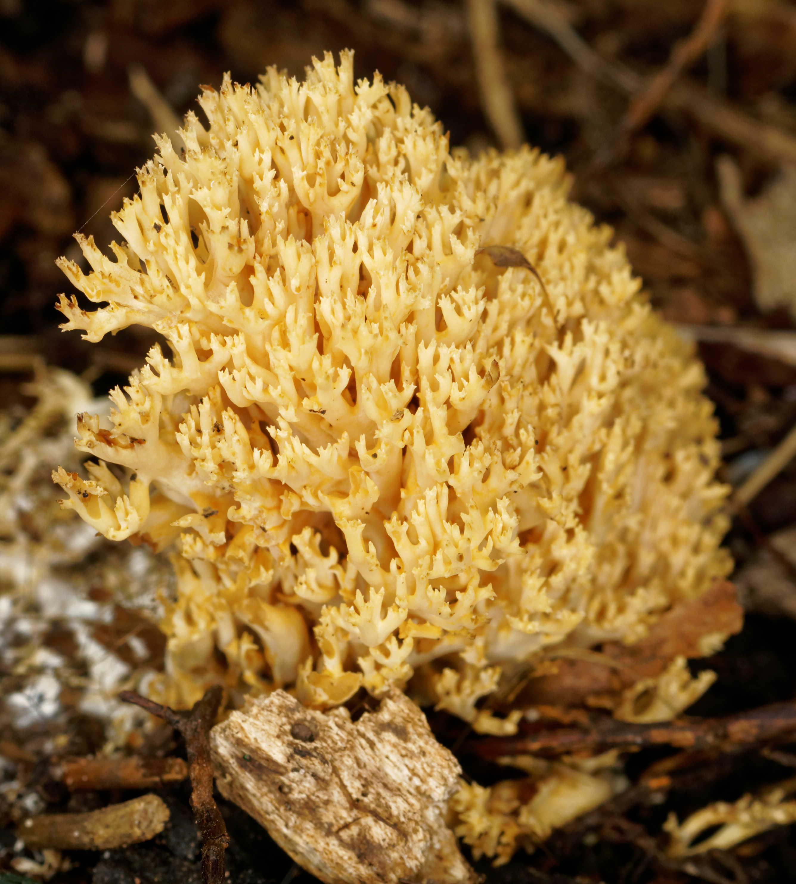 Рамария желтая фото File:Ramaria sp. (36524191286).jpg - Wikimedia Commons