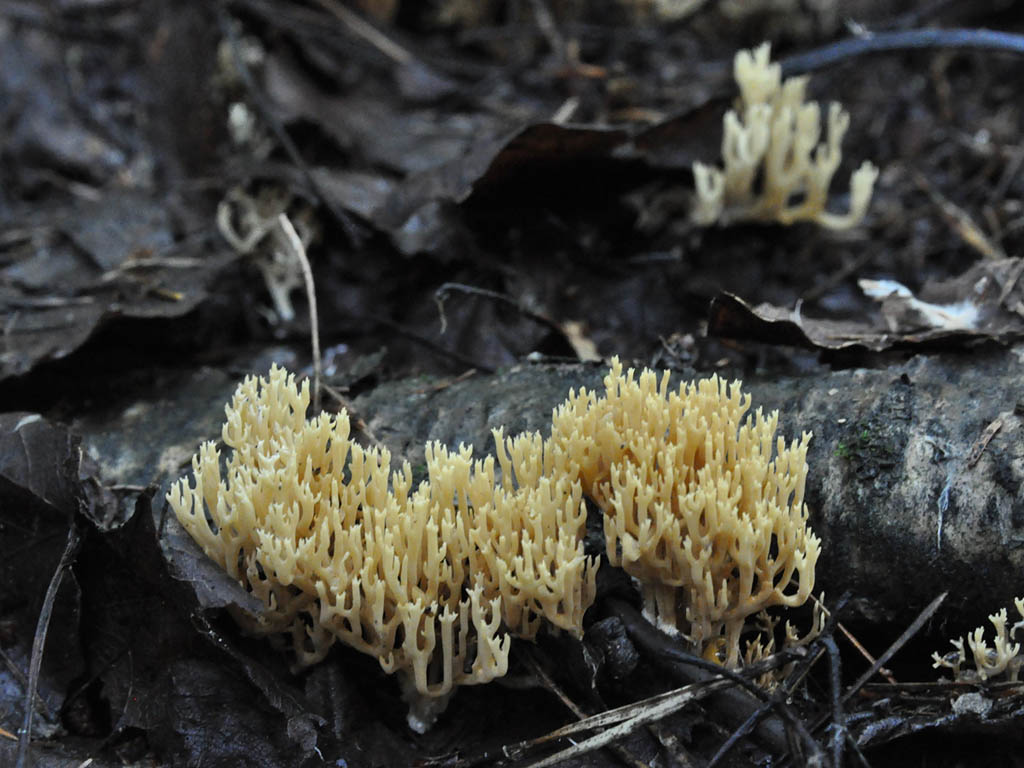 Рамария желтая гриб фото Рамария благообразная (Ramaria eumorpha) фотографии, видео и истории