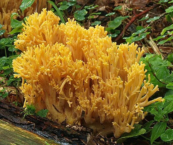 Рамария желтая гриб фото Ramaria largentii - Viquipèdia, l'enciclopèdia lliure