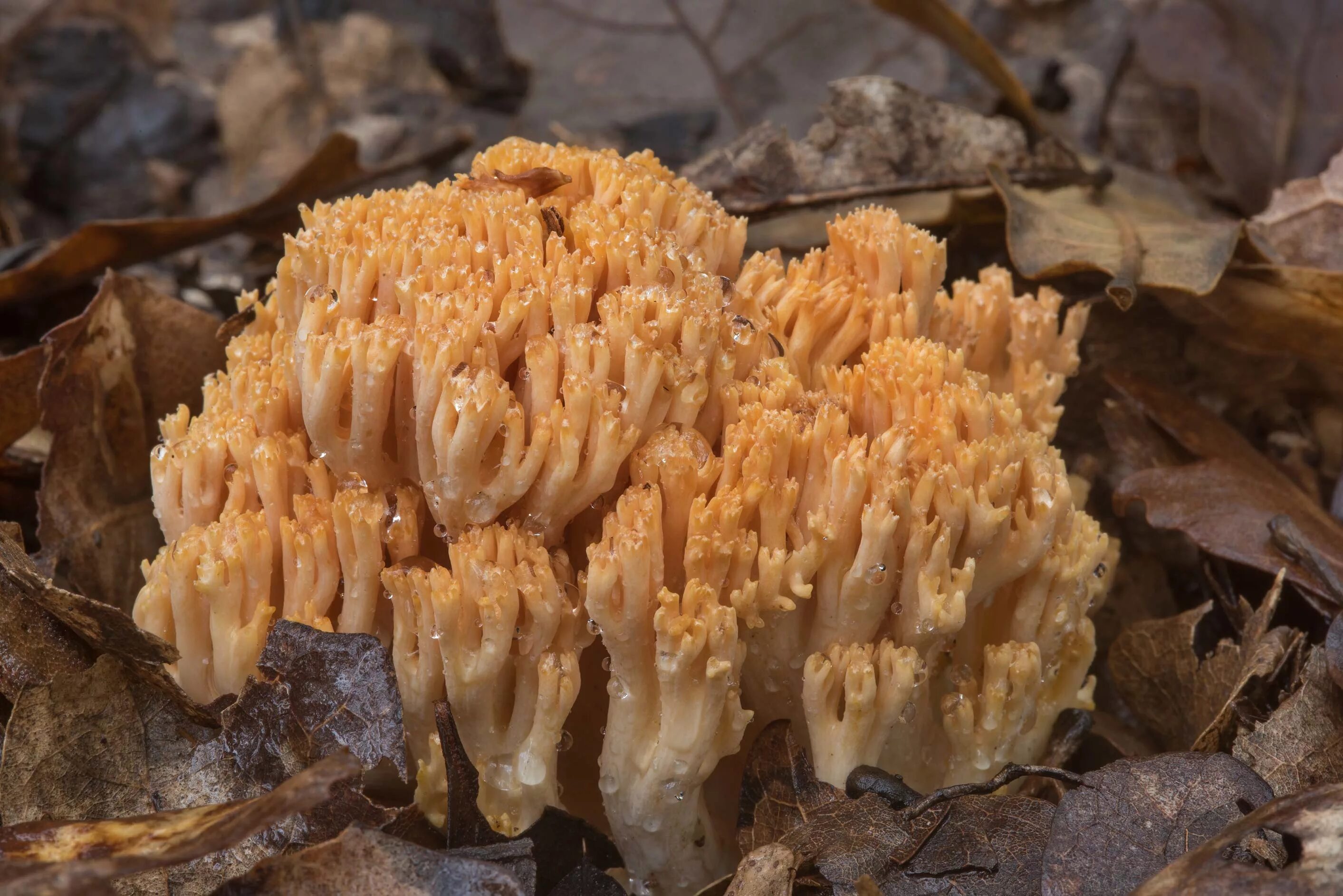 Рамария желтая гриб фото Ramaria Formosa: красивые и необычные грибы Природная галерея Фотогалерея природ