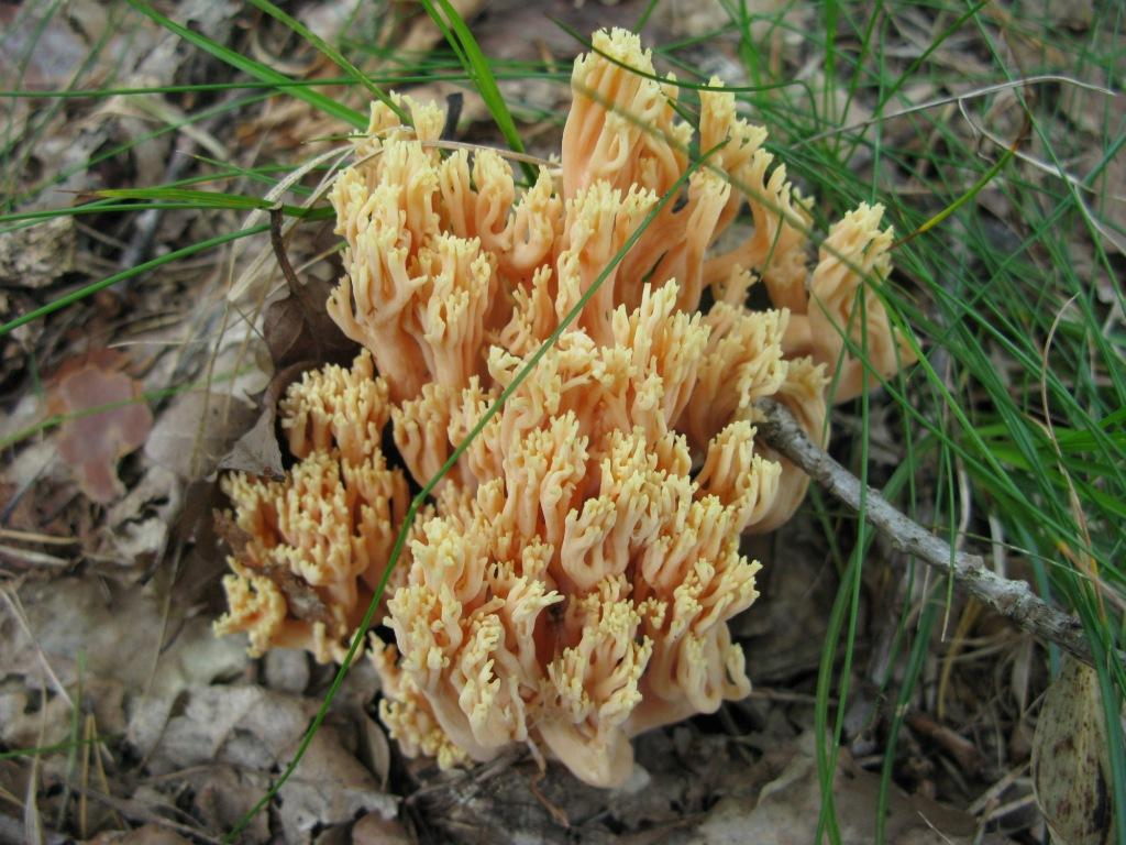 Рамария желтая гриб фото File:Ramaria formosa1.png - Wikimedia Commons