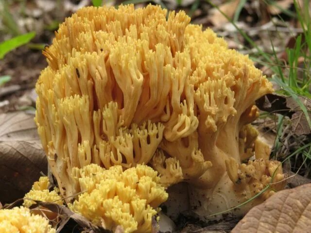 Рамария желтая гриб фото Ramaria ordinary: description and photo - Healthy Food Near Me