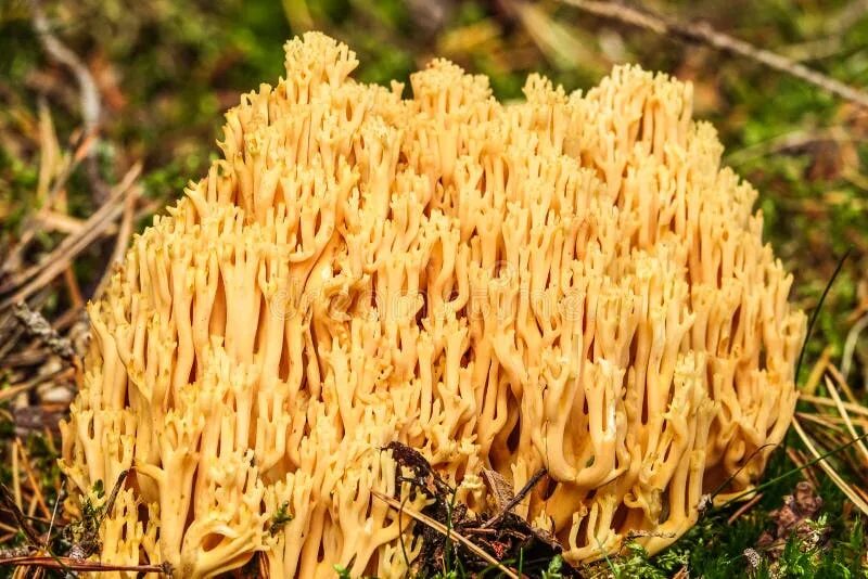 Рамария желтая гриб фото Ramaria Flava, is a Yellow Edible Coral Mushroom Found Widely in Europe Stock Ph