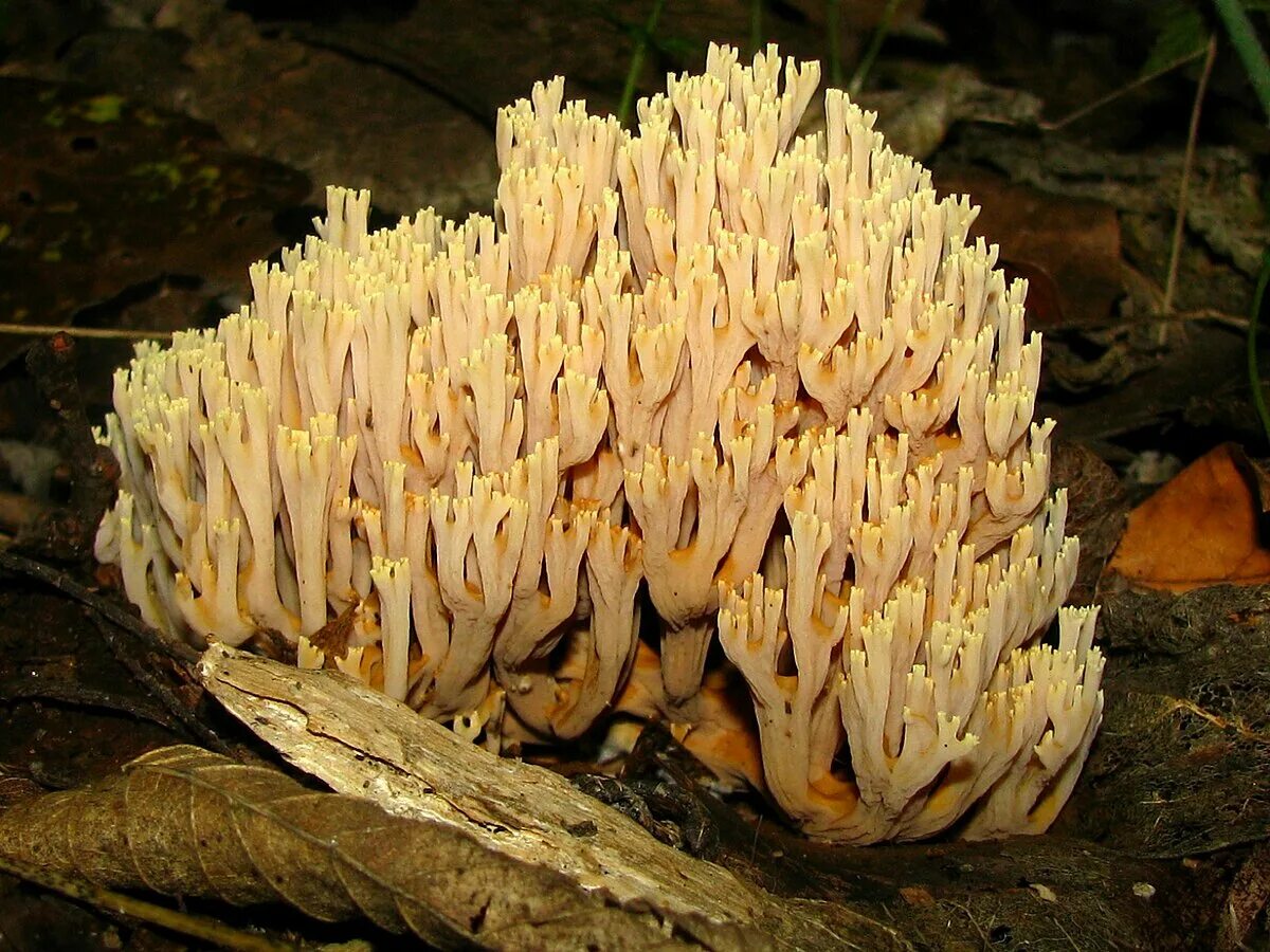 Рамария желтая гриб фото и описание Файл:Ramaria stricta - Рогатик прямой (Рамария прямая).jpg - Вікіпедія