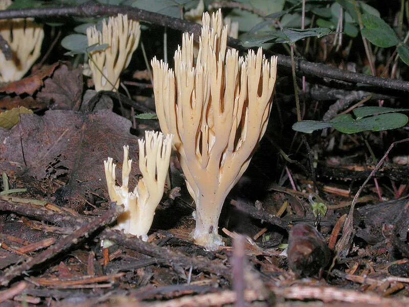 Рамария желтая гриб фото и описание Ramaria invalii. Фото на сайте "Грибы Калужской области"