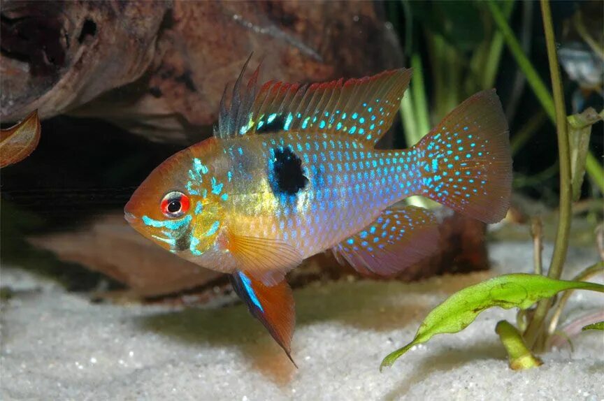 Рамирези аквариумная рыбка фото Ram Cichlid Ciclidos, Peces de mar, Acuario