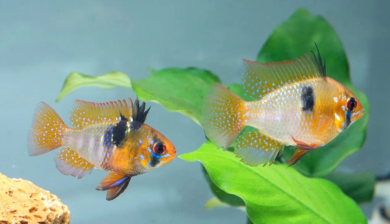 Рамирези аквариумная рыбка фото Ram cichlid (Mikrogeophagus ramirezi) Tetra Fishkeeper Blog