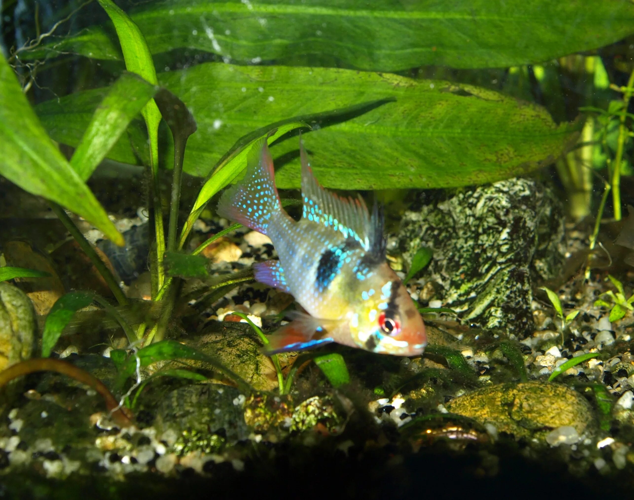 Рамирези аквариумная рыбка фото Mikrogeophagus ramirezi - papiliochromis ramizeri - Apistogramma ramirezi- Ramir