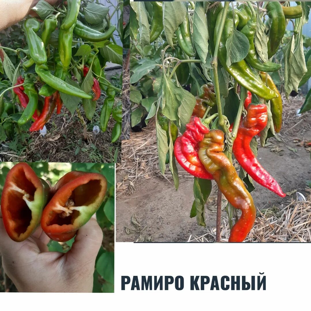 Рамиро перец описание фото отзывы Купить семена перца Рамиро Красный