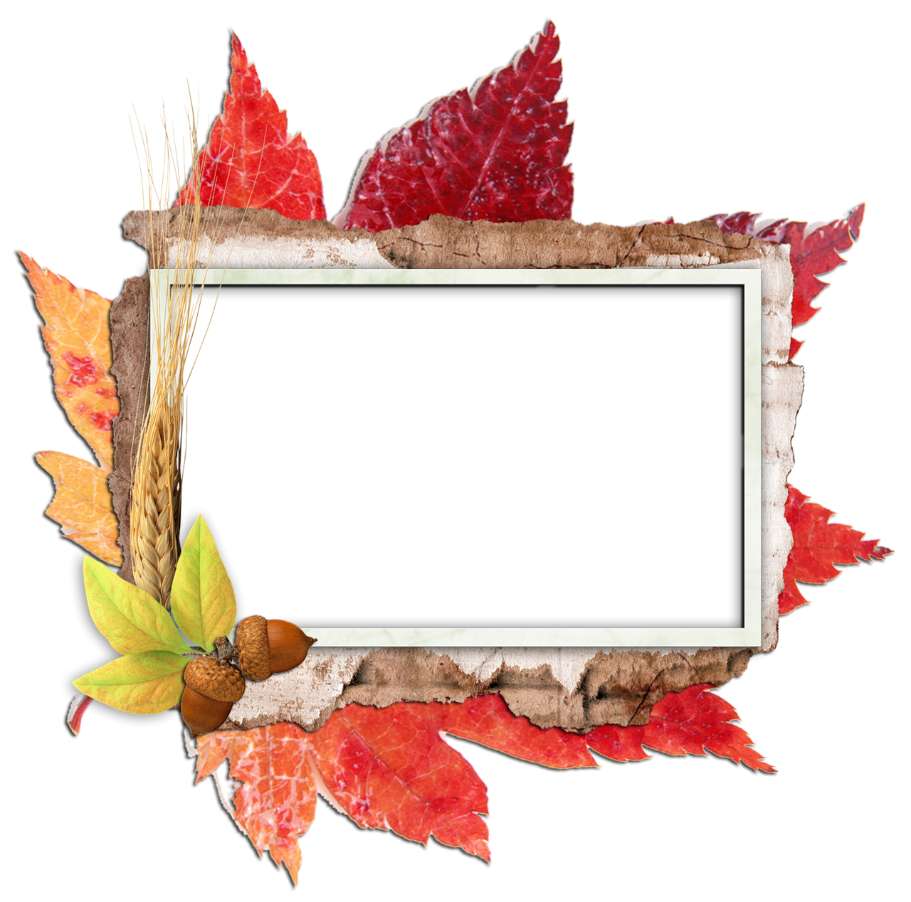 Film Frame Leaf Autumn PNG - Free Download Framed leaves, Autumn leaf color, Fra