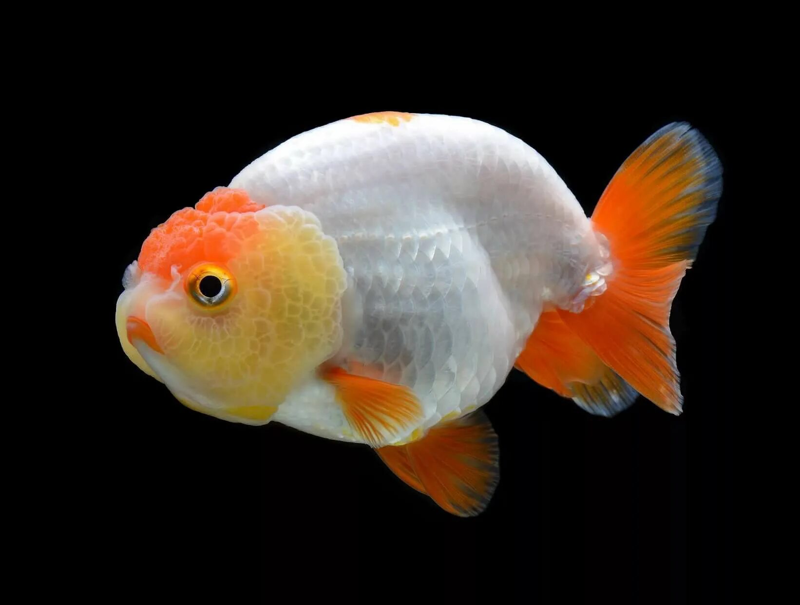 Ранчу рыбка аквариумная фото ranchu: 7 тыс изображений найдено в Яндекс.Картинках Goldfish, Oranda goldfish, 