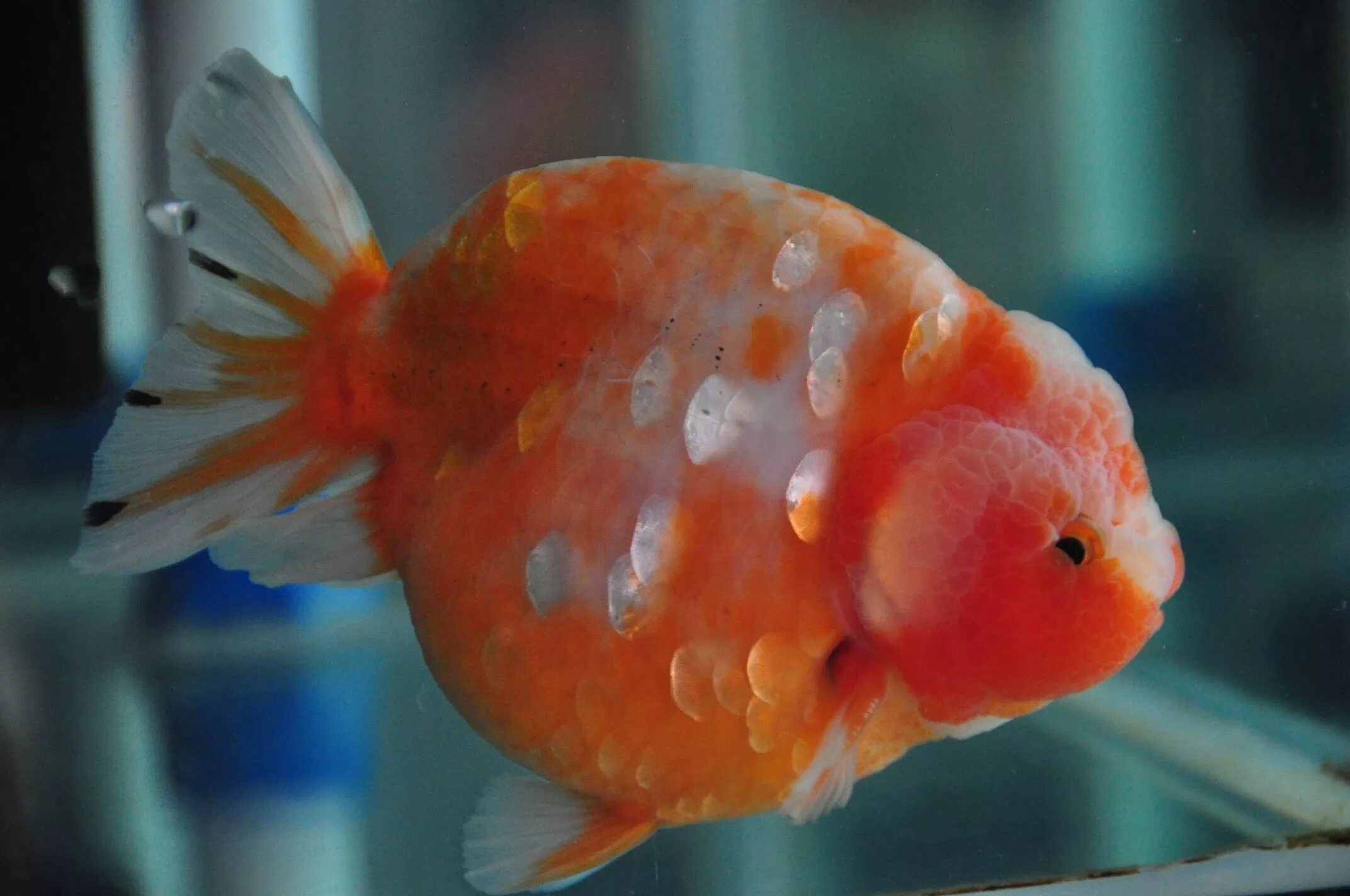 Ранчу рыбка аквариумная фото A Huge Ranchu Goldfish, Beautiful fish, Aquarium fish